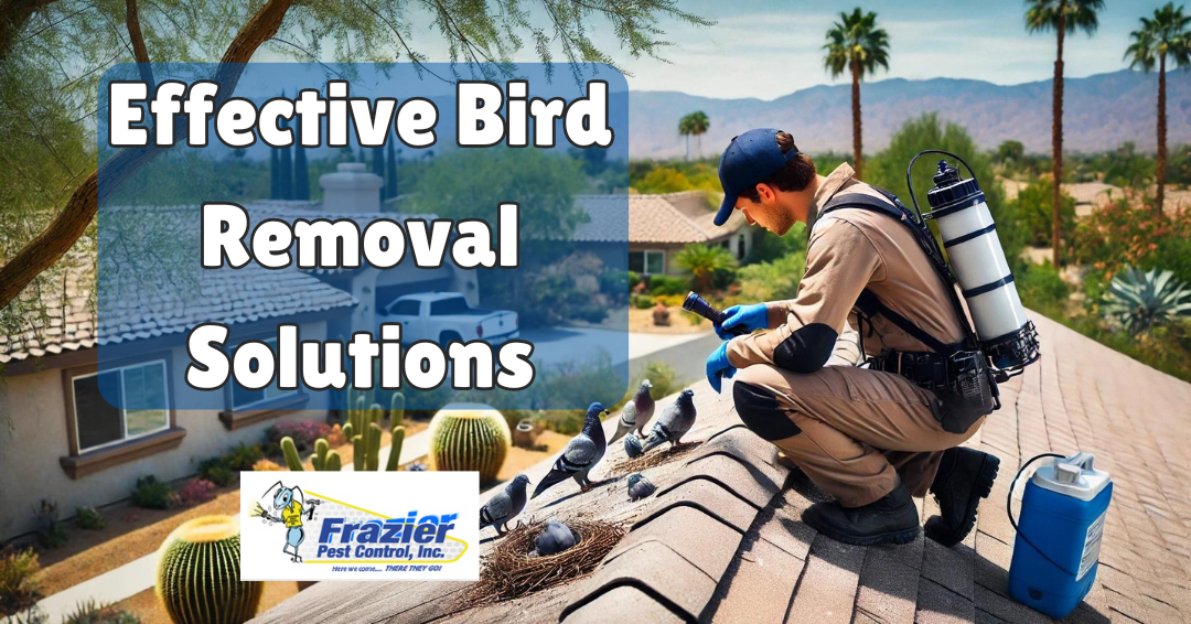 Bird Removal Solutions: Protect Your Coachella Home