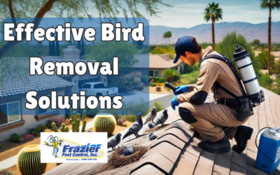 Bird Removal Solutions: Protect Your Coachella Home