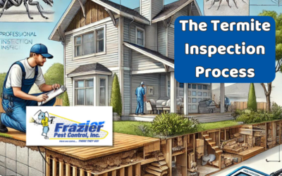 The Termite Inspection Process in Coachella Valley