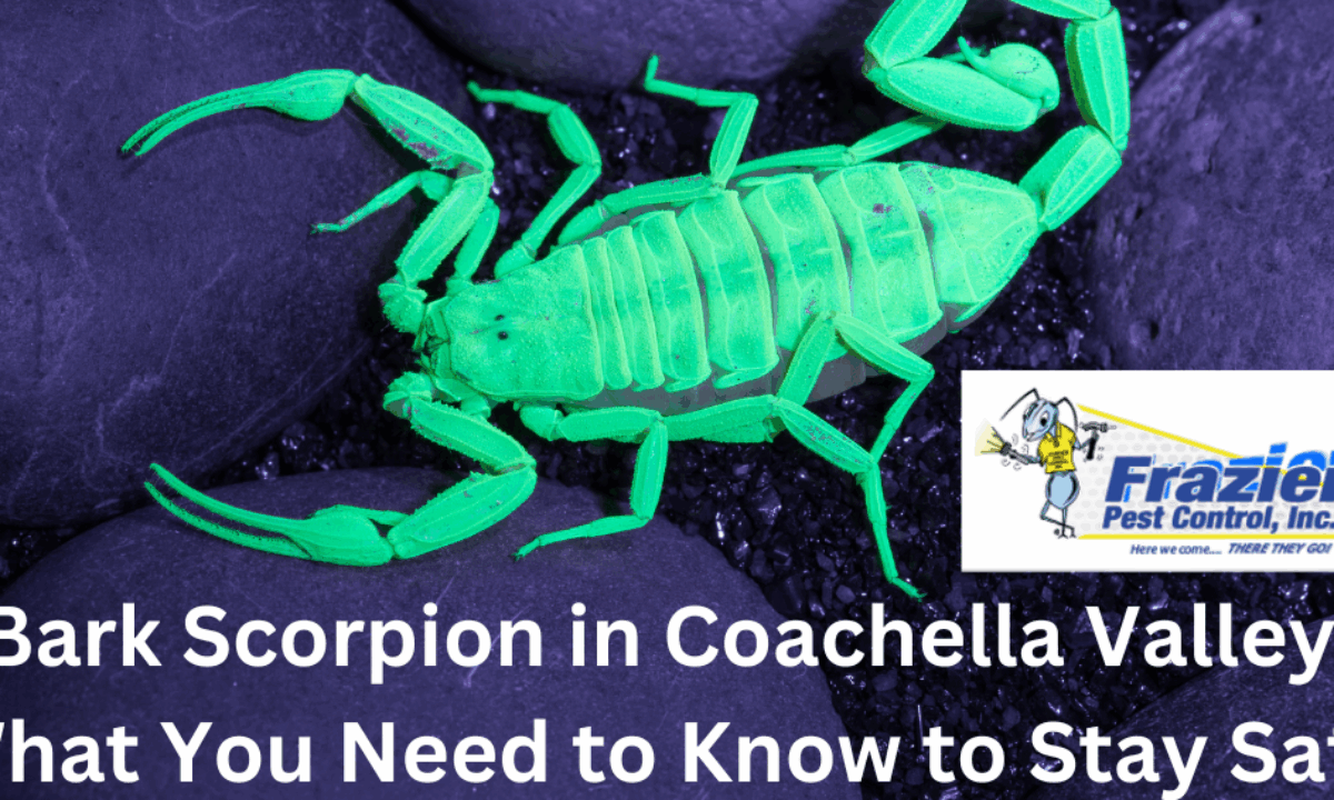 Bark Scorpion in Coachella Valley: What You Need to Know to Stay