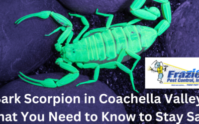 Bark Scorpion in Coachella Valley: What You Need to Know to Stay Safe