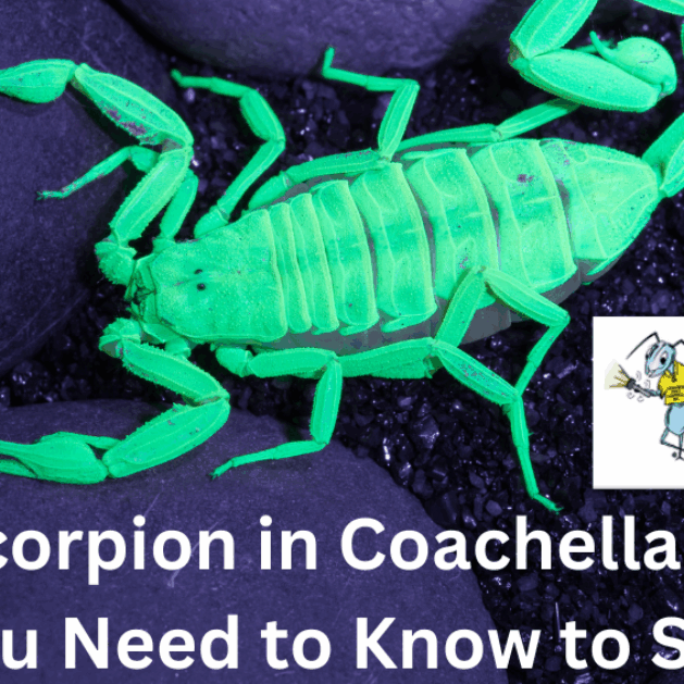 SCORPION 極悪坊主様 Black Scorpion: S1 E19 - Photo Finish - YouTube
