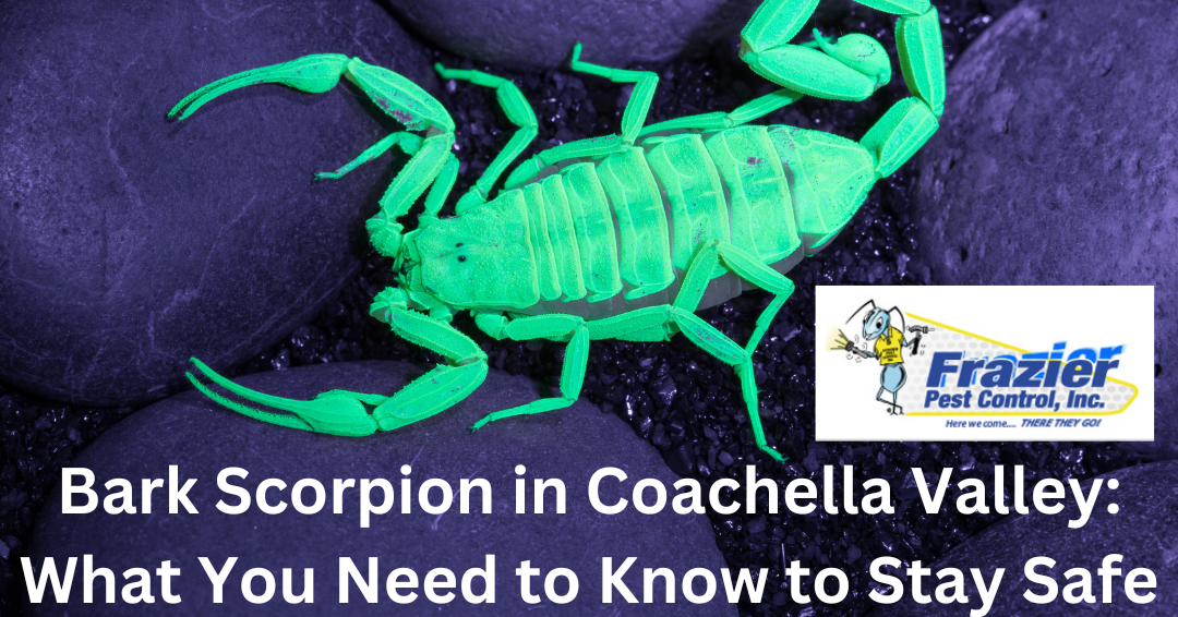 Bark Scorpion in Coachella Valley: What You Need to Know to Stay Safe