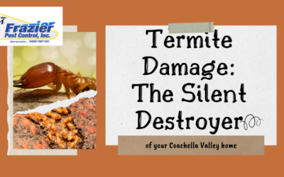 Termite Damage: The Silent Destroyer of Your Coachella Valley Home