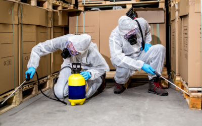 Pest Control in Coachella Valley: Why Professional Services Matter for Your Property’s Safety