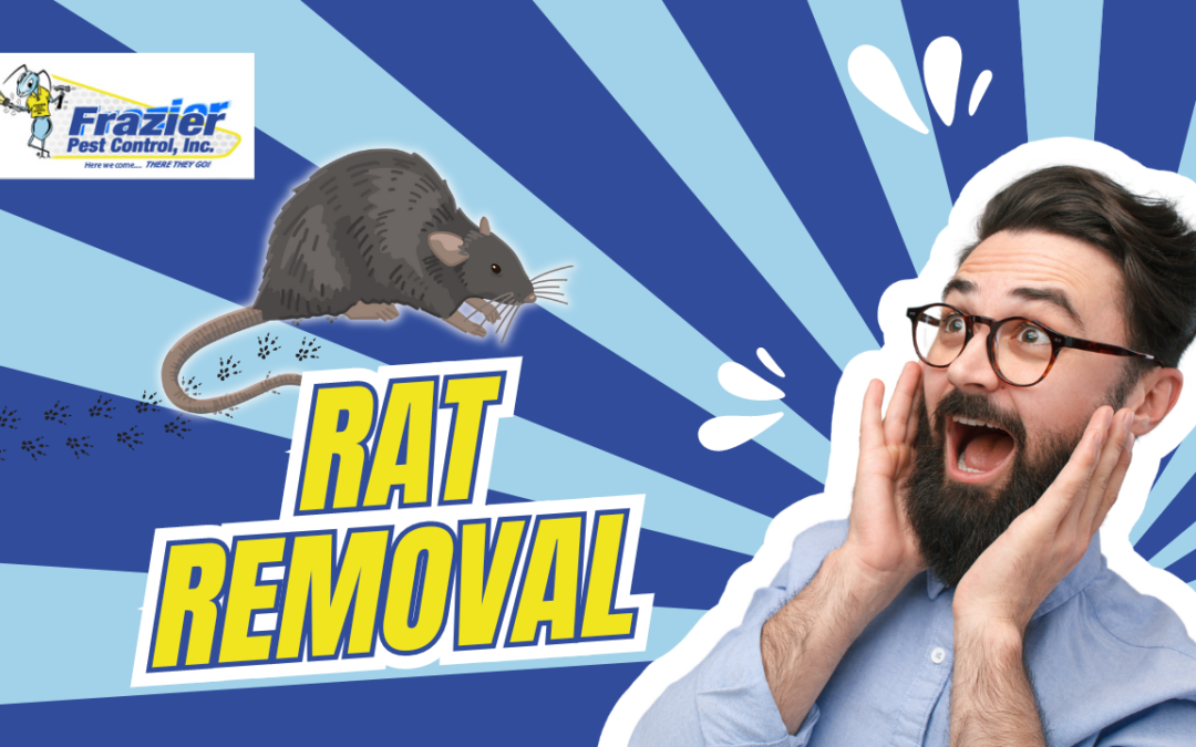 Professional Rat Removal Services in Coachella Valley