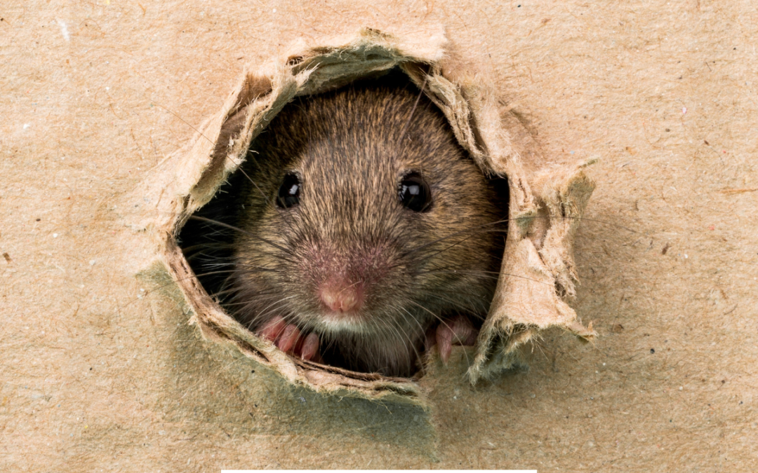 Rat Infestation Warning Signs and Solutions from Frazier Pest Control