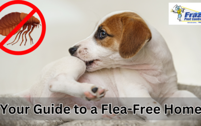 How Coachella Valley Homeowners Can Combat Fleas: Your Guide to a Flea-Free Home