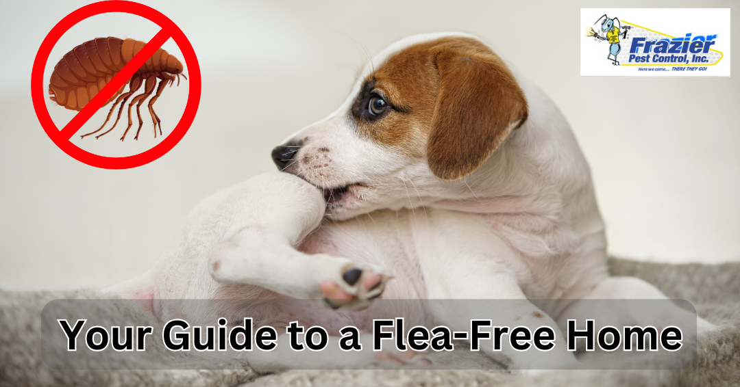 How Coachella Valley Homeowners Can Combat Fleas: Your Guide to a Flea-Free Home