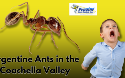 Argentine Ants in the Coachella Valley: The Unstoppable Invasion