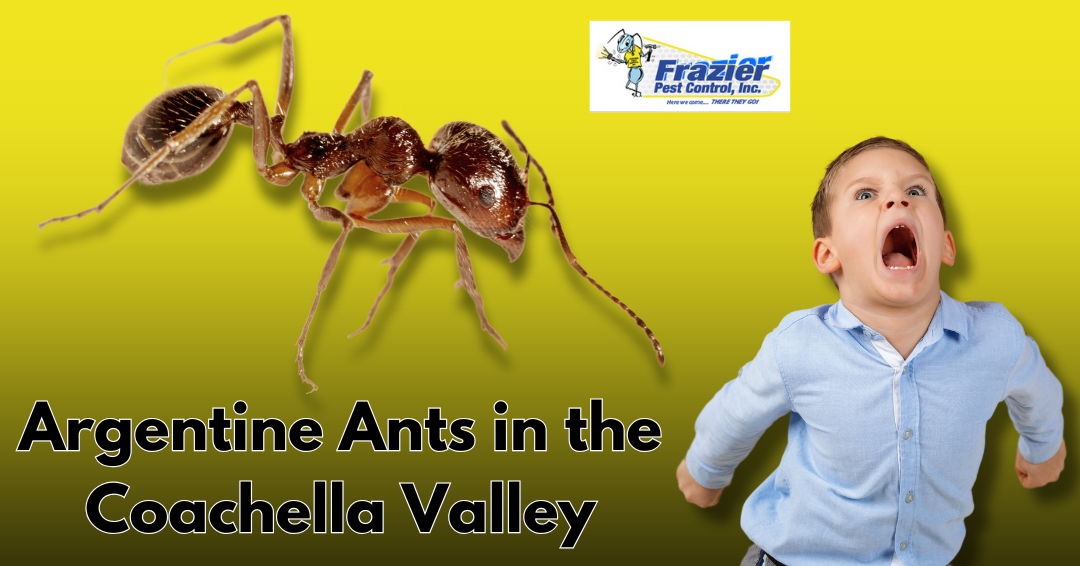 Argentine Ants in the Coachella Valley: The Unstoppable Invasion