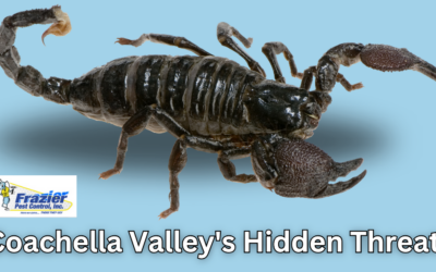 Coachella Valley’s Hidden Threat: Understanding Scorpion Infestations