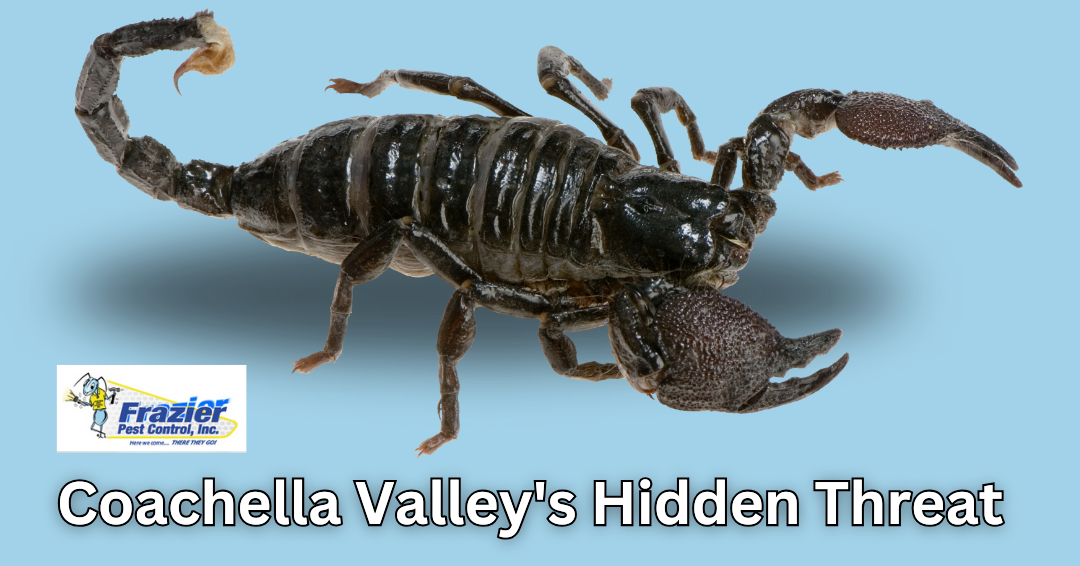 Coachella Valley’s Hidden Threat: Understanding Scorpion Infestations