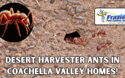 Identify Desert Harvester Ants in Coachella Valley Homes!