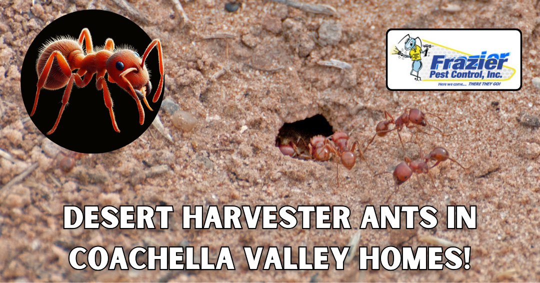 Identify Desert Harvester Ants in Coachella Valley Homes!