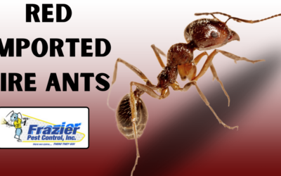 Red Imported Fire Ant: Recognizing and Avoiding Painful Stings