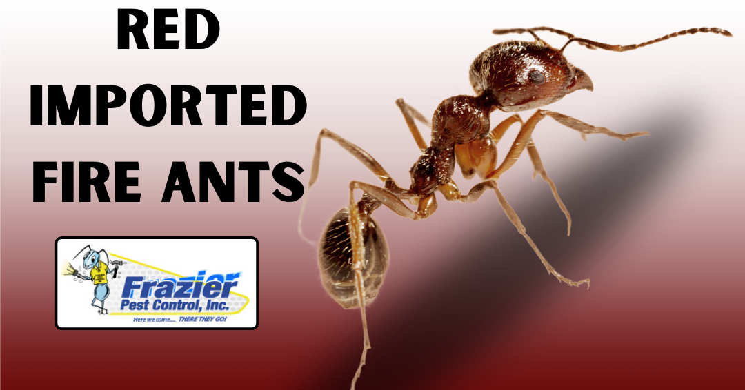 Red Imported Fire Ant: Recognizing and Avoiding Painful Stings