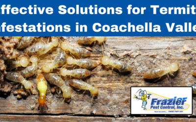 Effective Solutions for Termite Infestations in Coachella Valley