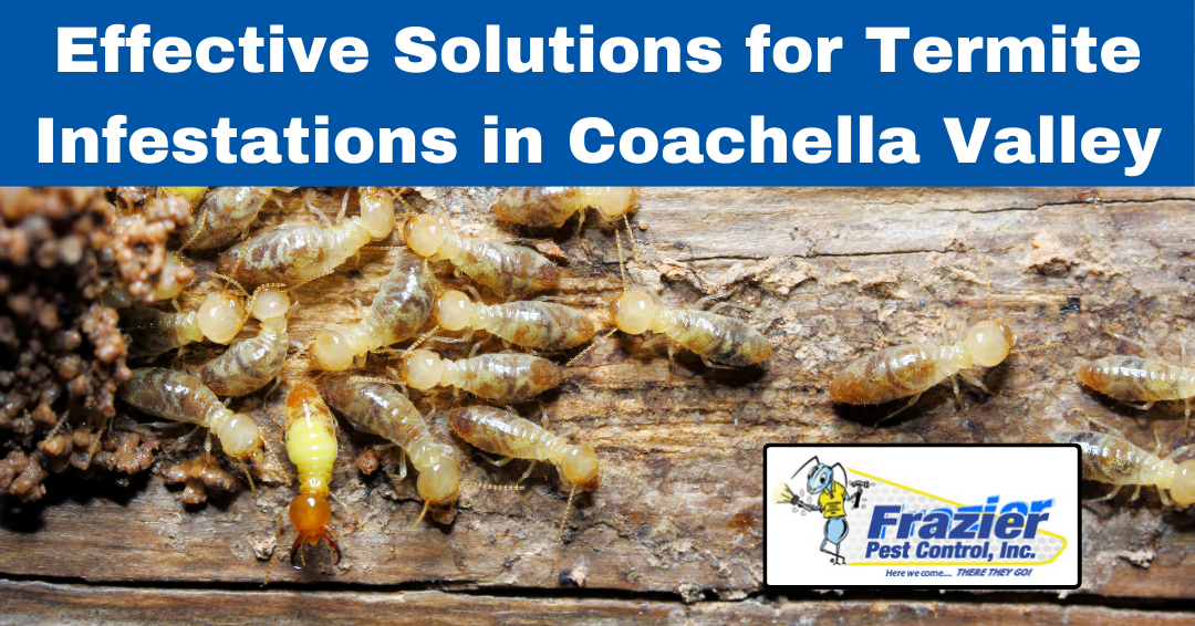 Effective Solutions for Termite Infestations in Coachella Valley