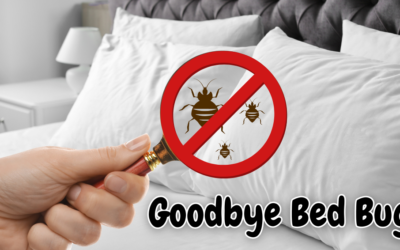 Bed Bug Basics: Detection, Effective Treatment, & Lasting Prevention