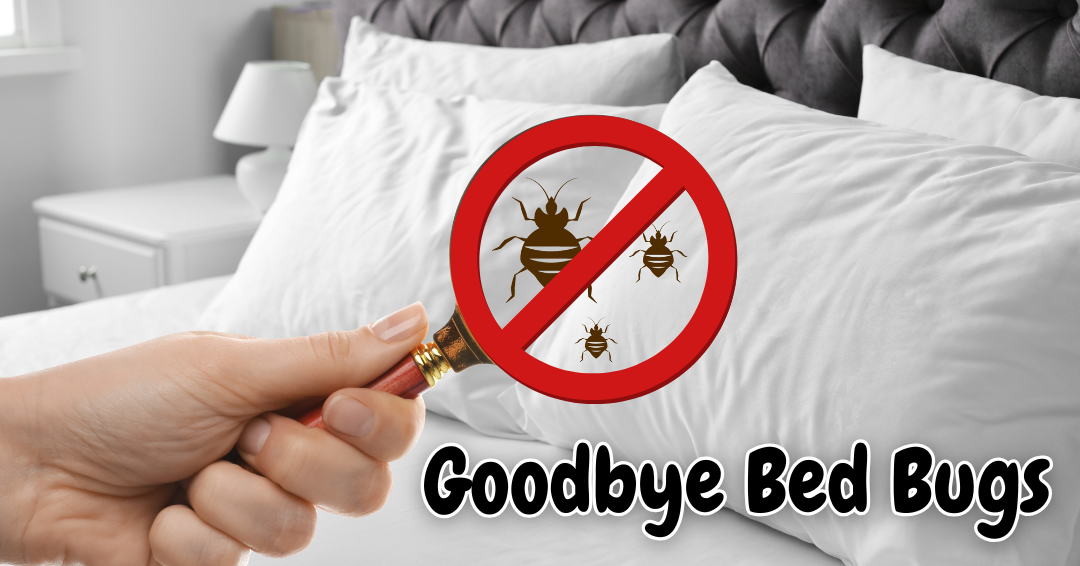 Bed Bug Basics: Detection, Effective Treatment, & Lasting Prevention