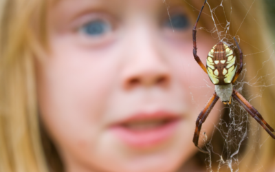 Mastering Spider Management: Pro Insights from Frazier Pest Control