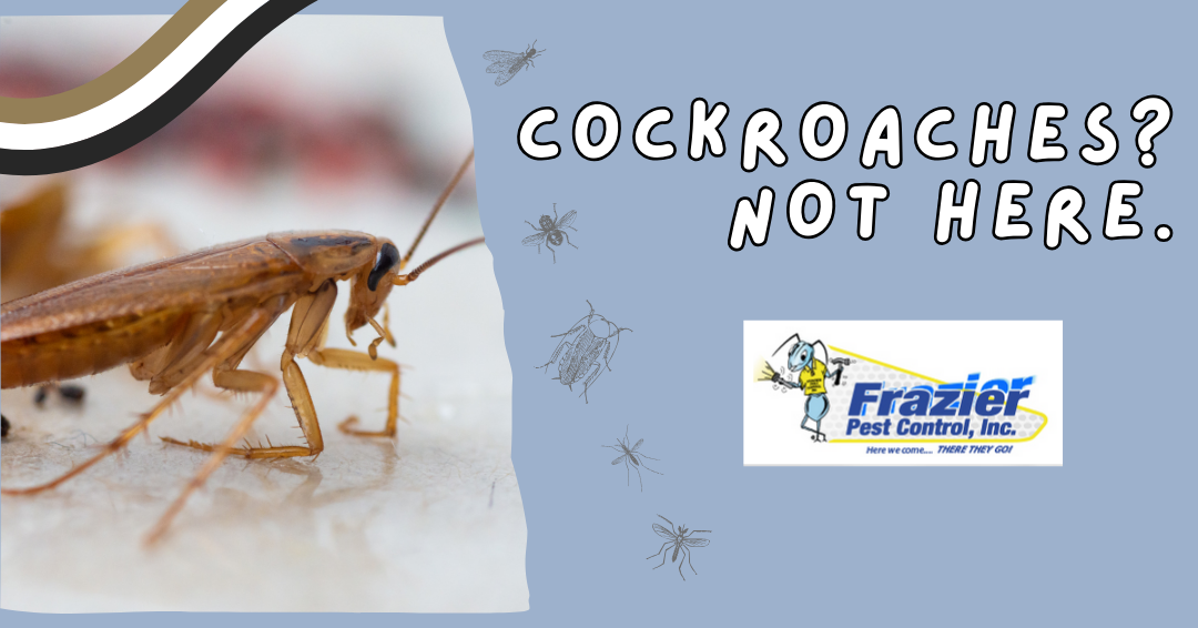 Cockroach Infestation Solutions for Coachella Valley