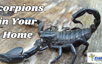 Scorpions in the Desert: Vigilant Strategies for Coachella Valley Homes