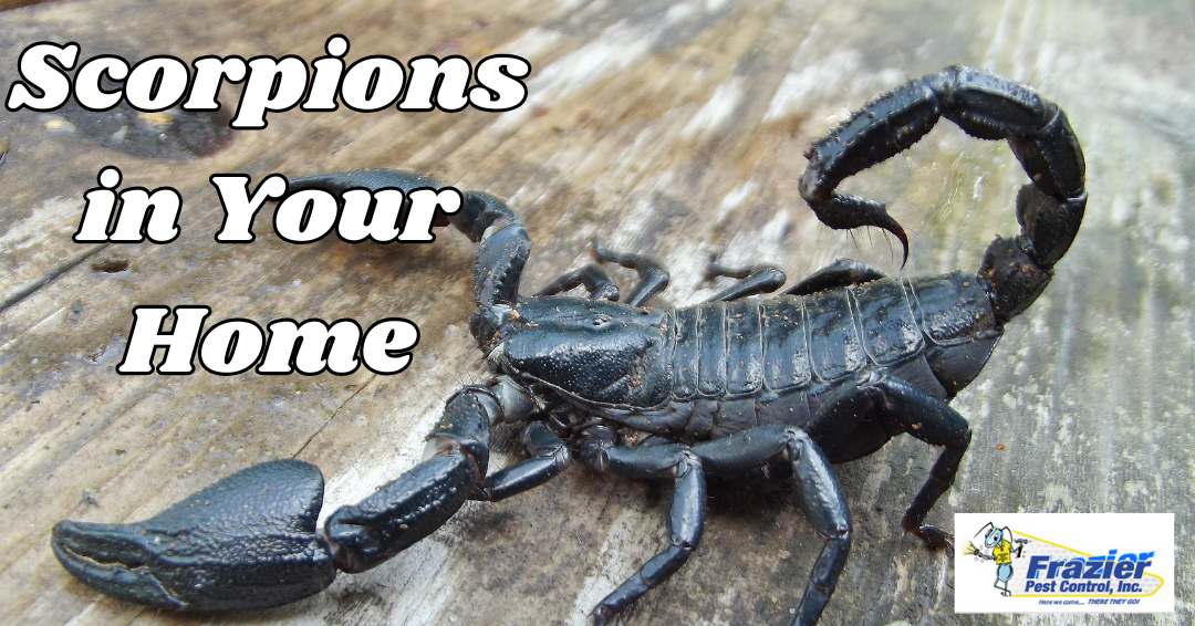 Scorpions in the Desert: Vigilant Strategies for Coachella Valley Homes
