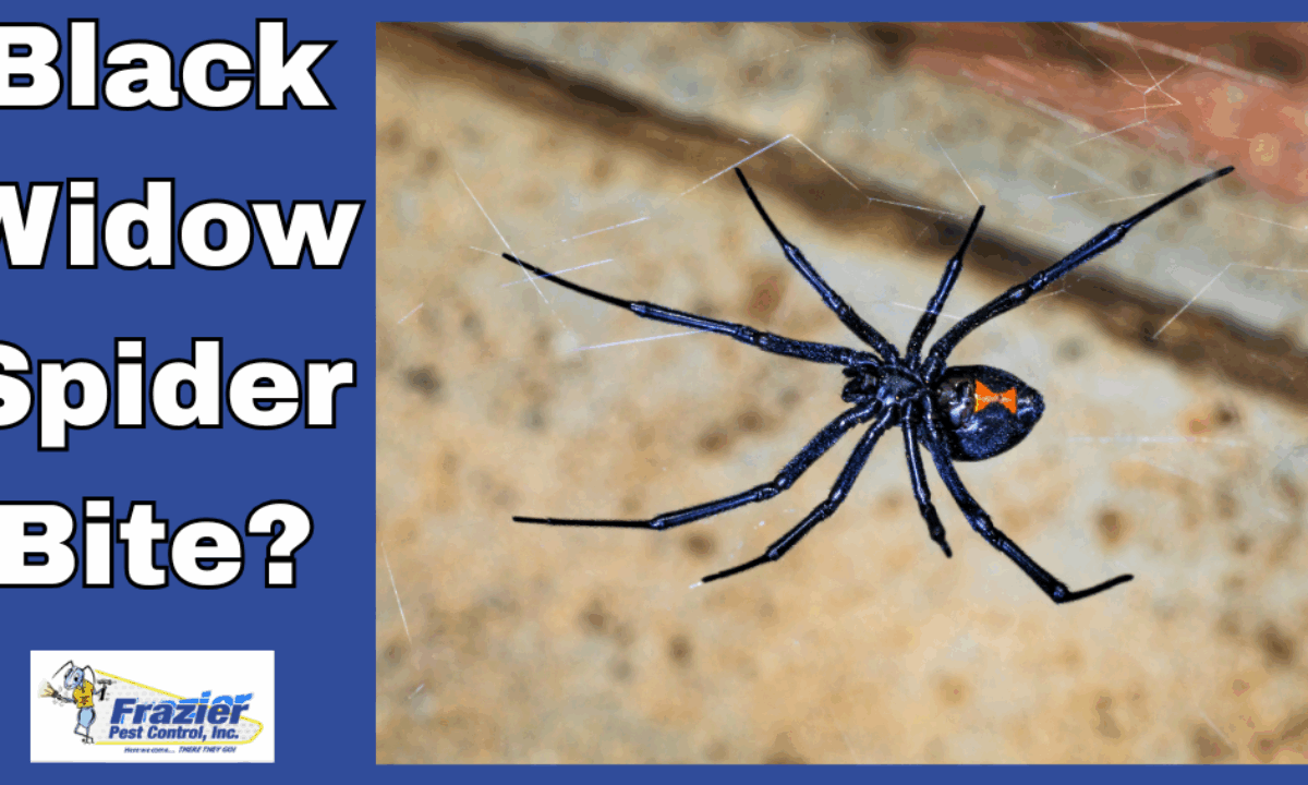 What Are the Symptoms of a Black Widow Spider Bite? Coachella Valley -  Frazier Pest Control, image size:1200x720