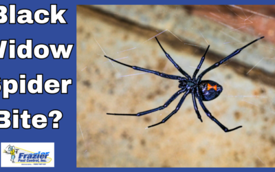 What Are the Symptoms of a Black Widow Spider Bite? Coachella Valley
