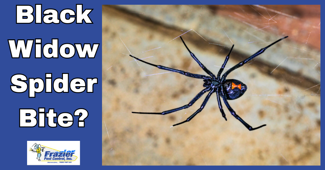 What Are the Symptoms of a Black Widow Spider Bite? Coachella Valley