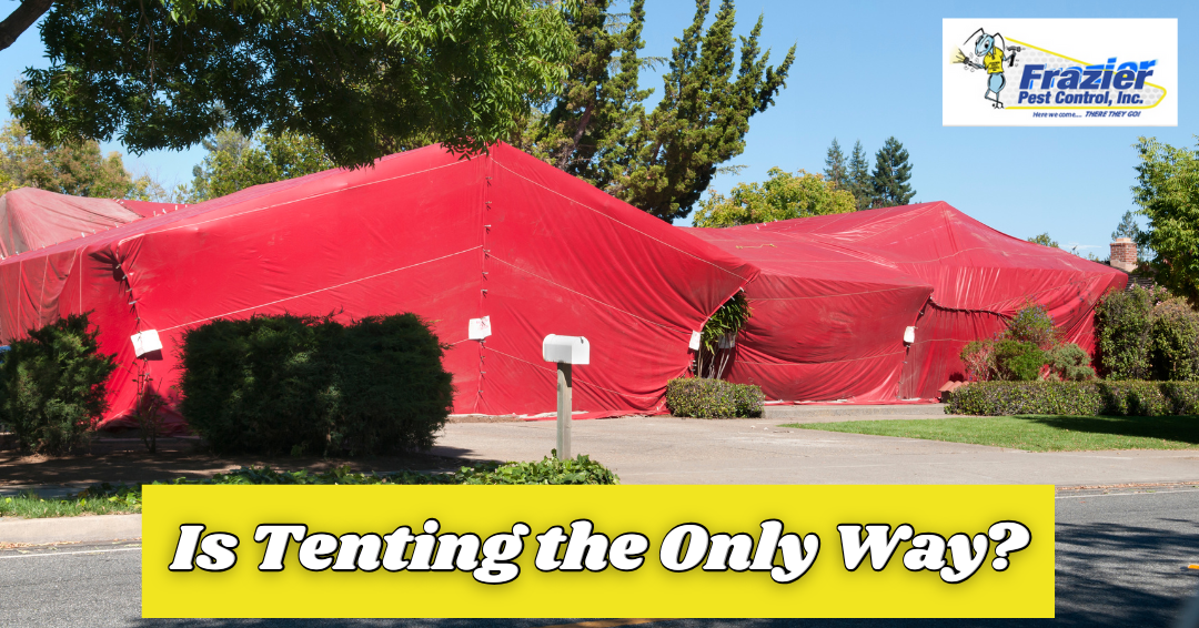 Is Tenting the Only Way to Treat Termites? Coachella Valley