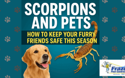 Scorpions and Pets: How to Keep Your Furry Friends Safe This Season