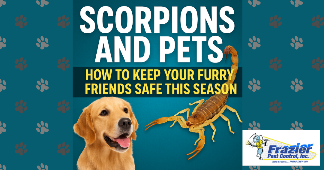 Scorpions and Pets: How to Keep Your Furry Friends Safe This Season