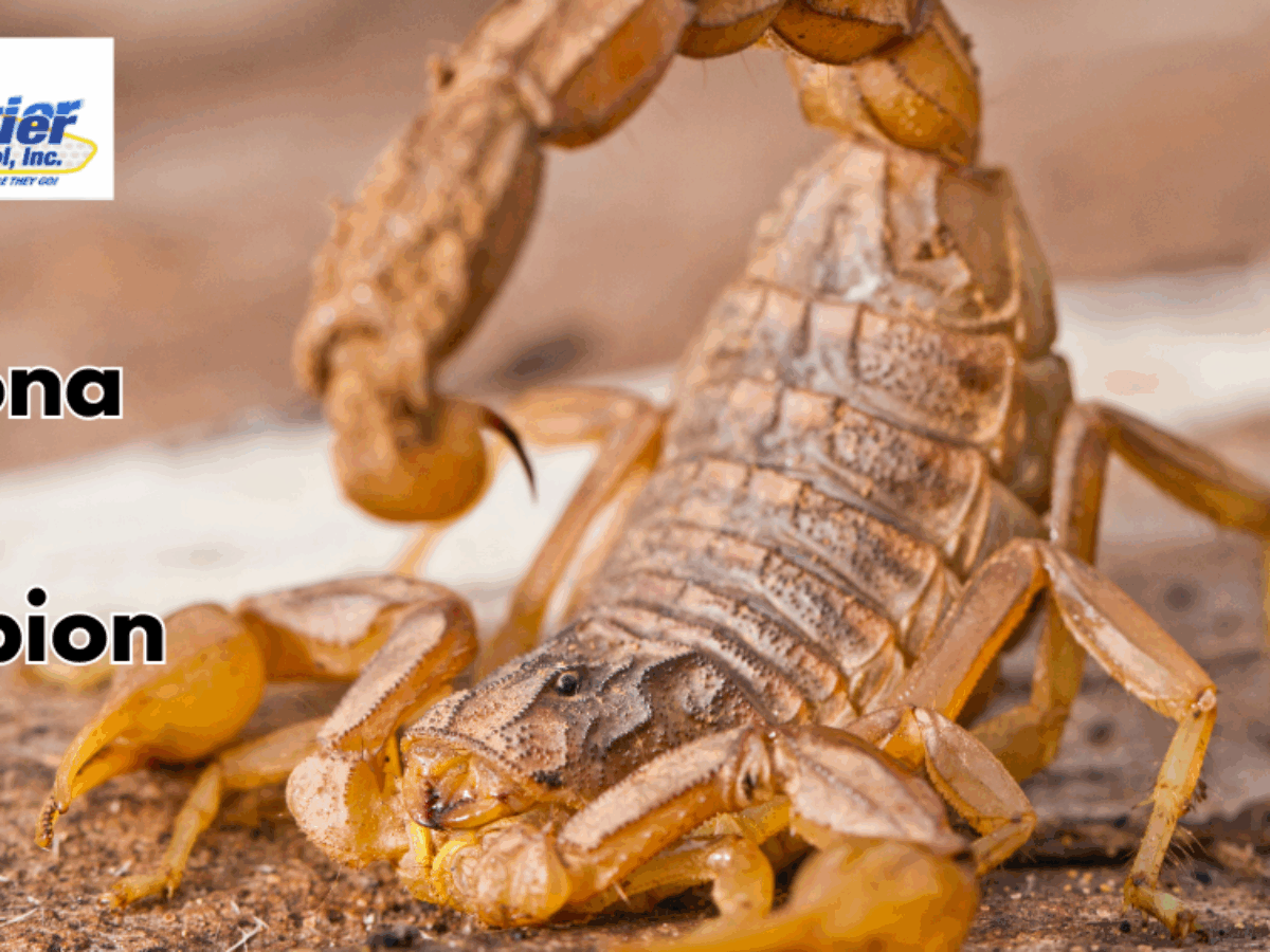 The-Arizona-Bark-Scorpion-