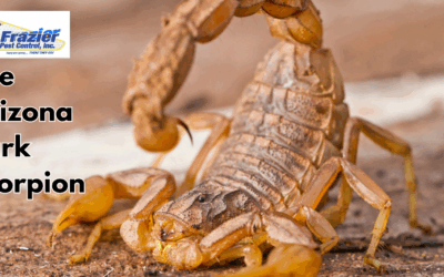 What Coachella Valley Residents Need to Know About the Arizona Bark Scorpions