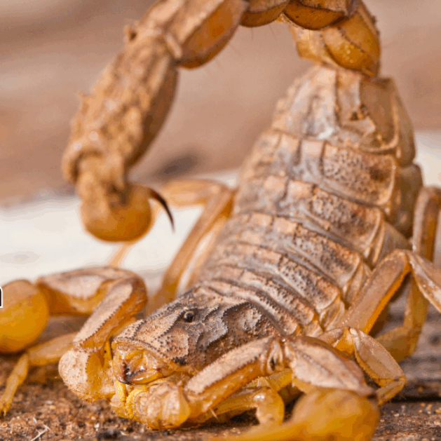 The-Arizona-Bark-Scorpion-