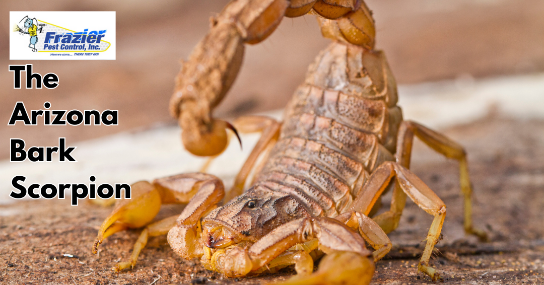 What Coachella Valley Residents Need to Know About the Arizona Bark Scorpions