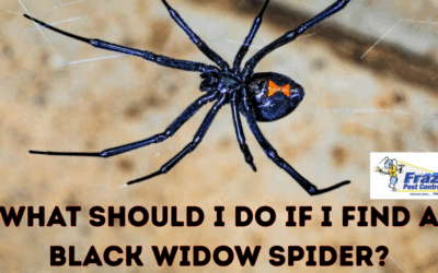 What Should I Do If I Find a Black Widow Spider