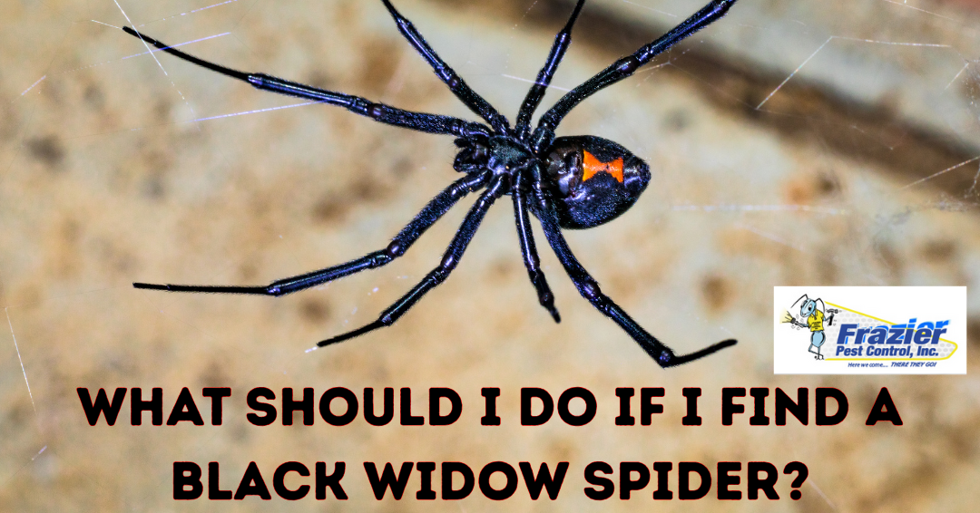 What Should I Do If I Find a Black Widow Spider