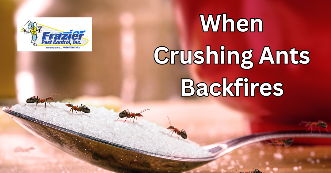 Why Squishing Ants Can Make Your Infestation Worse