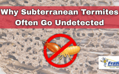Why Subterranean Termites Often Go Undetected in Coachella Valley Homes