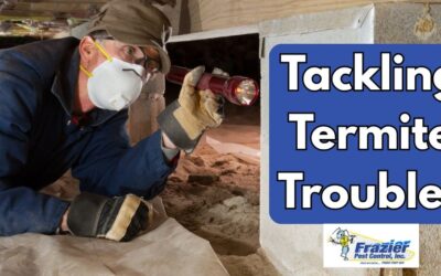 Tackling Termite Troubles in Coachella Valley: Frazier Pest Control’s Expert Solutions