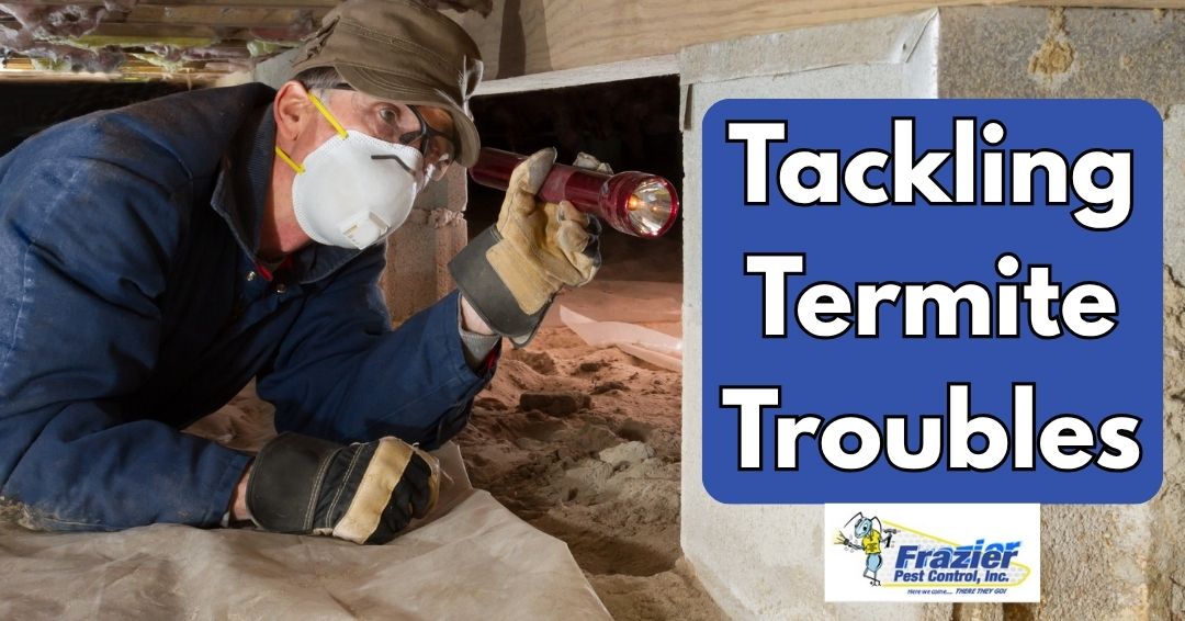 Tackling Termite Troubles in Coachella Valley: Frazier Pest Control’s Expert Solutions