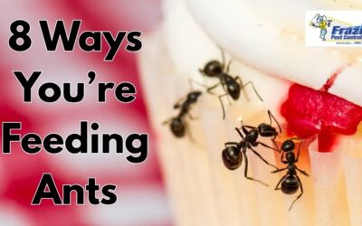 8 Ways You’re Accidentally Feeding Ants in Your Coachella Valley Home
