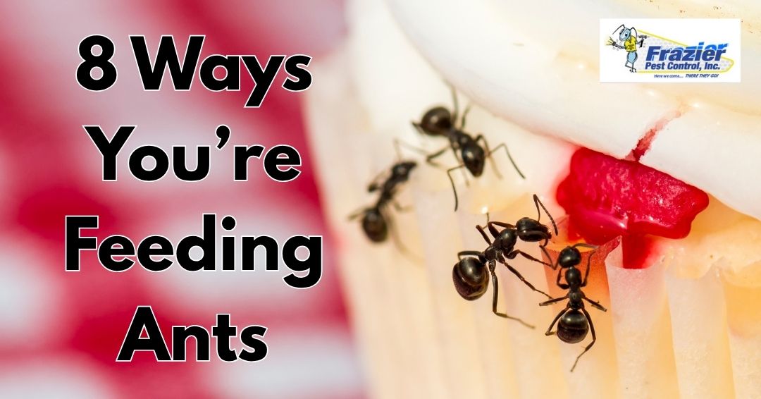 8 Ways You’re Accidentally Feeding Ants in Your Coachella Valley Home