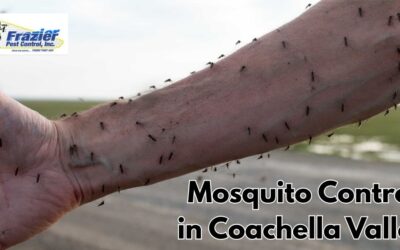 Mosquito Control Coachella Valley Made Simple