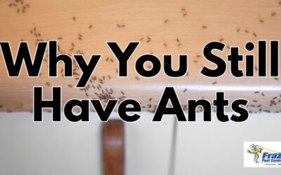 Why You Still Have Ants After Spraying: 6 Mistakes You Make