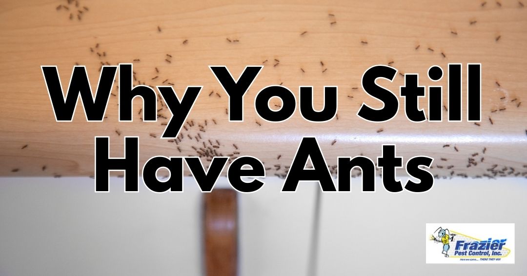 Why You Still Have Ants After Spraying: 6 Mistakes You Make